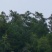 四川蜂蛹