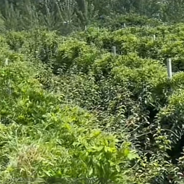 紫藤树苗
