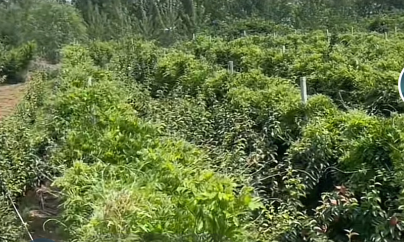 紫藤树苗