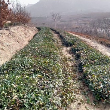 山东五莲县绿茶，红茶