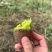 贵州修文贵长猕猴桃