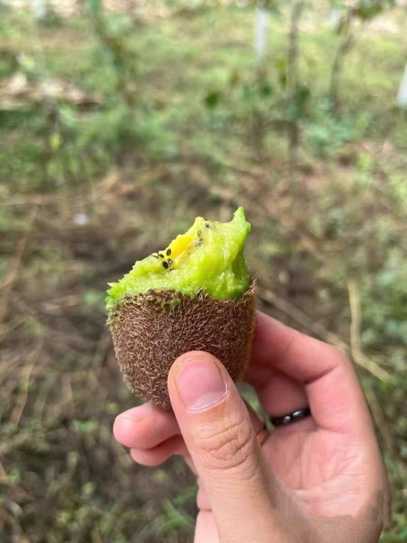 贵州修文贵长猕猴桃