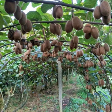 贵州修文贵长猕猴桃