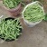豆角豆王，自己大棚里种植的绿色蔬菜，筛选出的精品