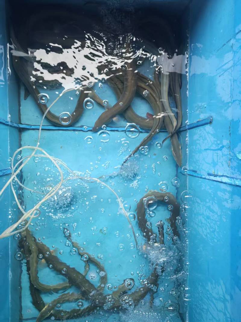 太湖曼鱼