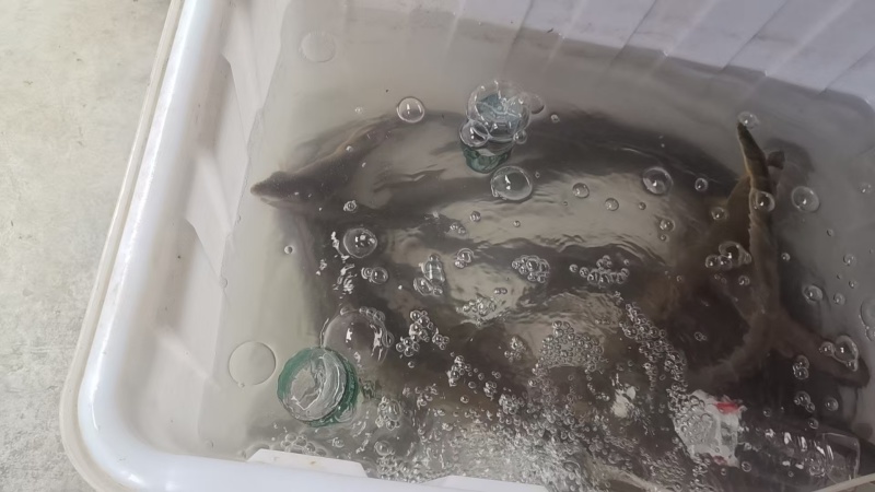 太湖曼鱼
