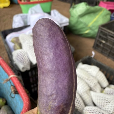 已经嫁接好的少籽八月瓜大苗
