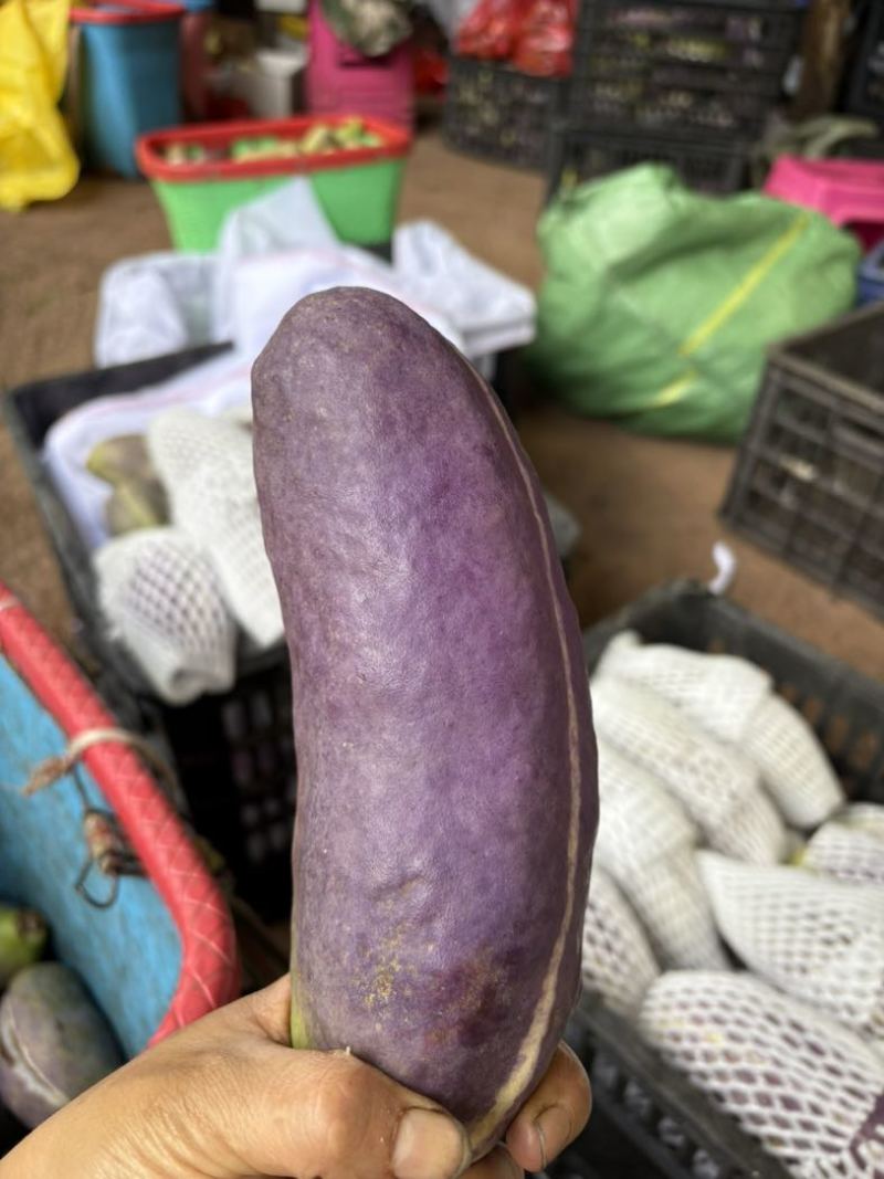 已经嫁接好的少籽八月瓜大苗