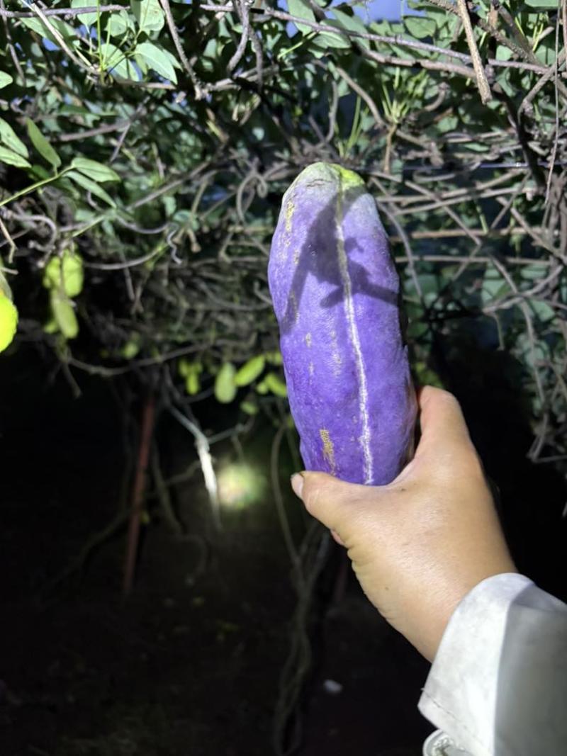 已经嫁接好的少籽八月瓜大苗