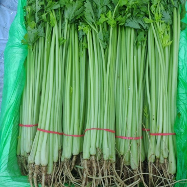 山东香芹银川香芹