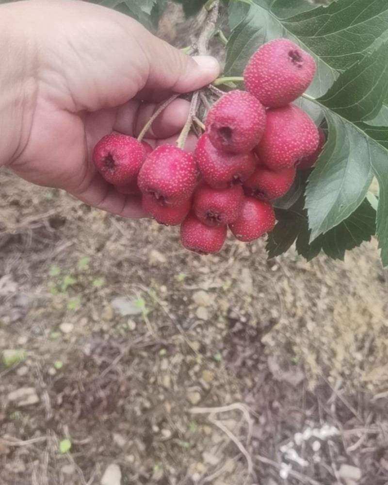 大旺红果，老品种红果，铁山楂