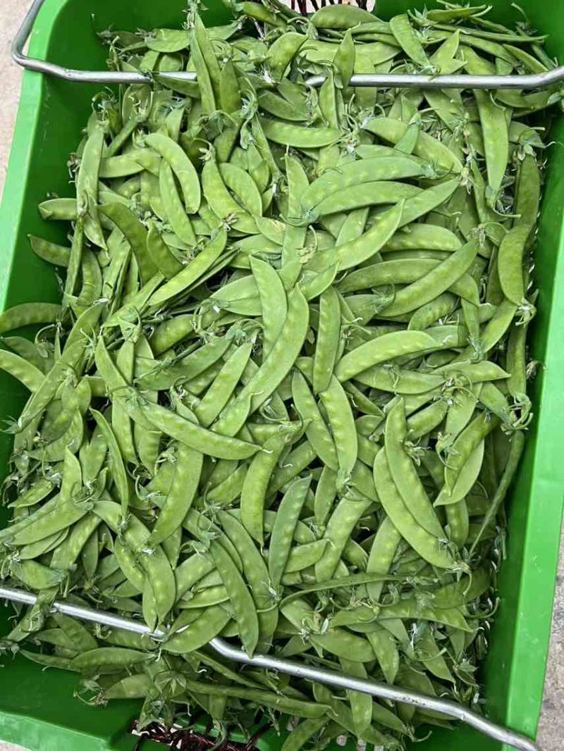 全年供货源头产地各种等级一应俱全货源稳定价格美丽