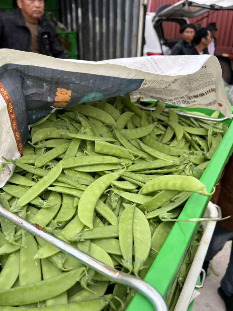 全年供货源头产地各种等级一应俱全货源稳定价格美丽