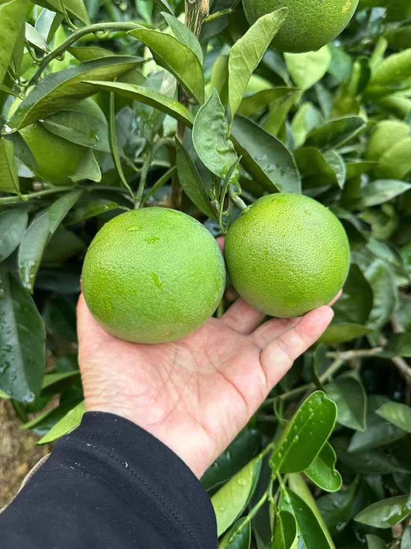 冰糖橙