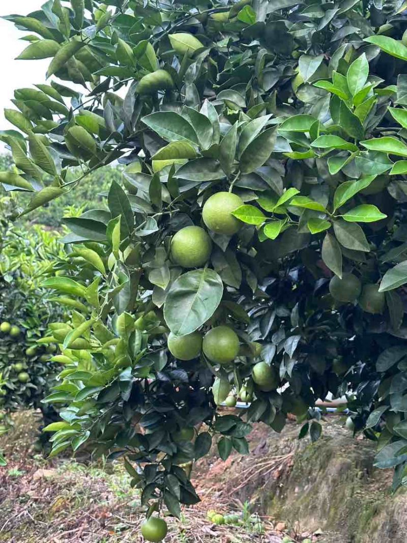 冰糖橙