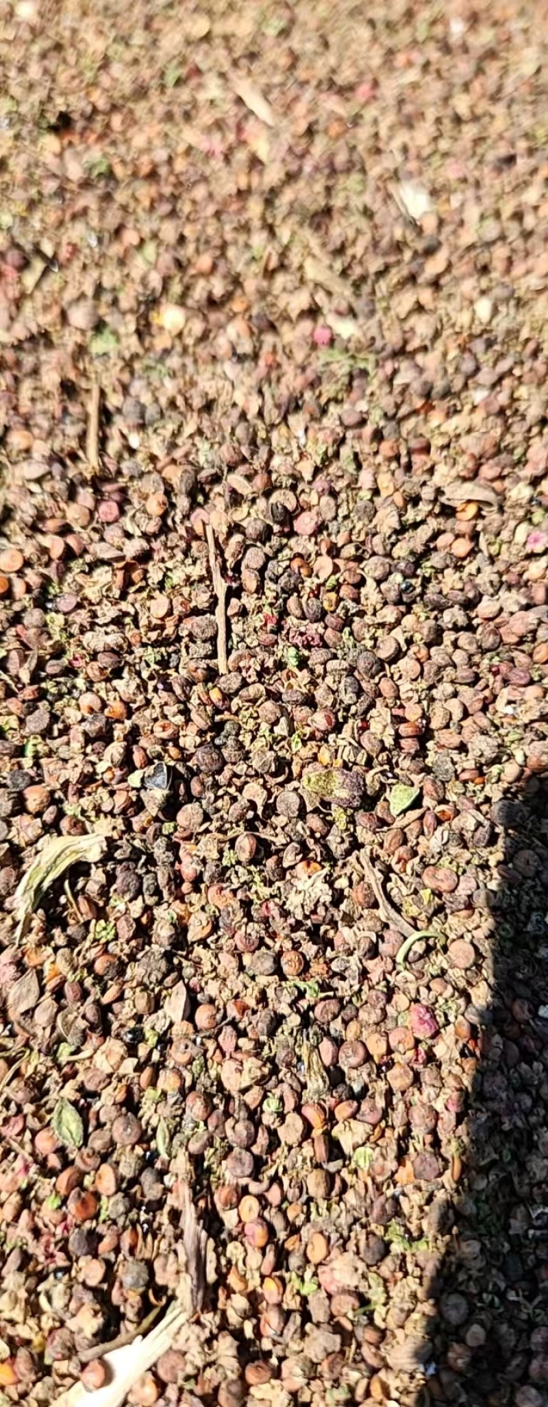 红色藜麦，内蒙古地区，20吨