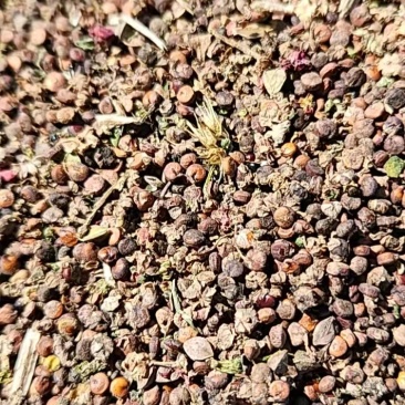 红色藜麦，内蒙古地区，20吨
