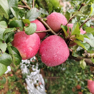 昭通糖心丑苹果
