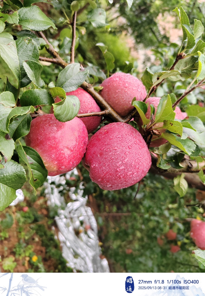 昭通糖心丑苹果