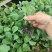 松花苗菜花苗精品苗，根系发达，苗子板扎，基地直发，全