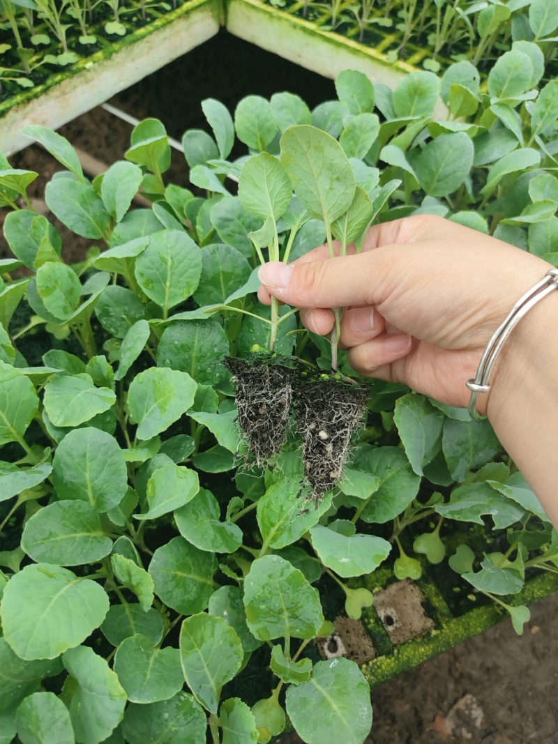 松花苗菜花苗精品苗，根系发达，苗子板扎，基地直发，全
