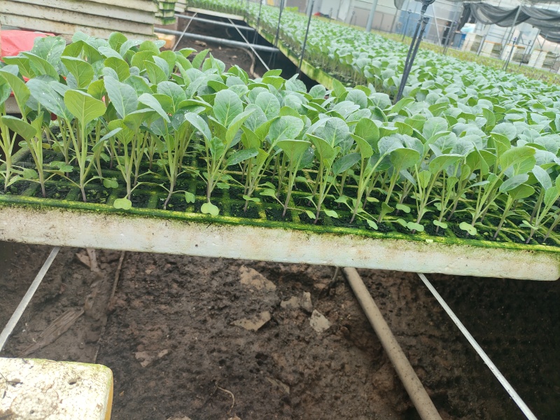 松花苗菜花苗精品苗，根系发达，苗子板扎，基地直发，全