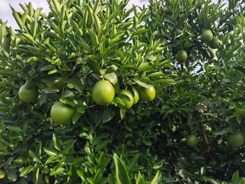 哀牢山冰糖橙