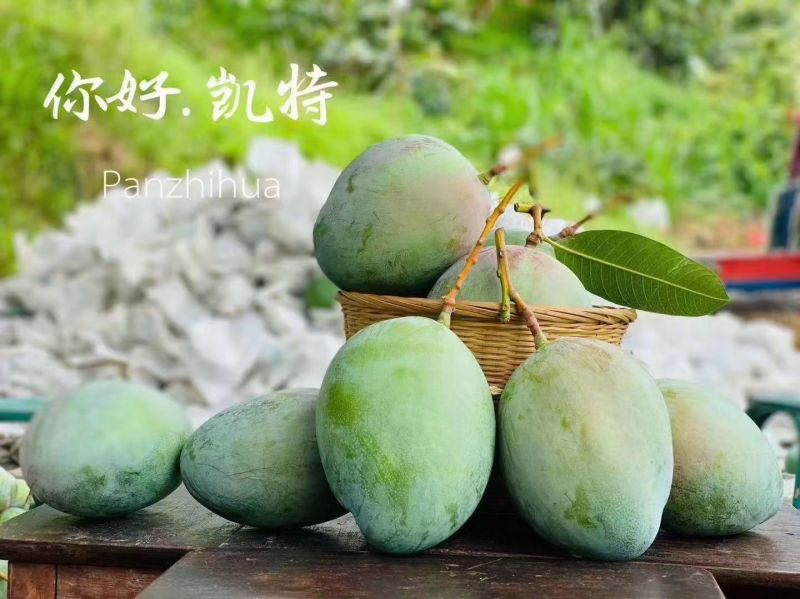 凯特芒果连箱十斤包邮