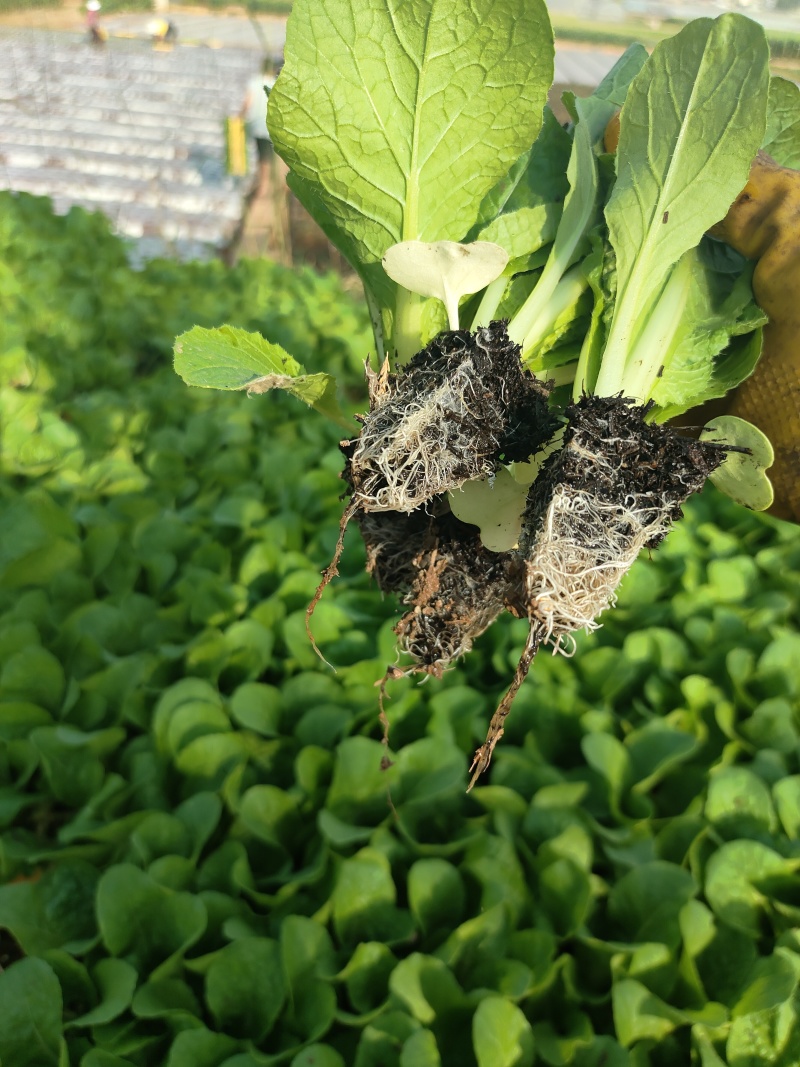 大白菜苗品种保证量大从优苗子无病害，基地直发