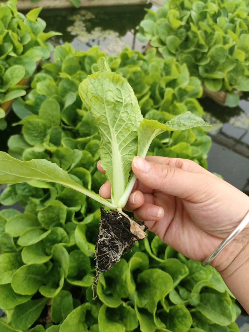 大白菜苗品种保证量大从优苗子无病害，基地直发