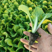 大白菜苗品种保证量大从优苗子无病害，基地直发