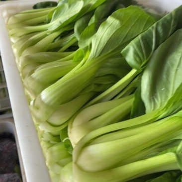小油菜电商货
