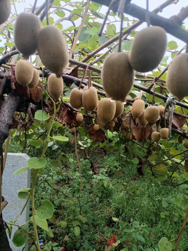 香甜可口的黄金果