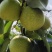 锦州三屯梨园锦丰梨