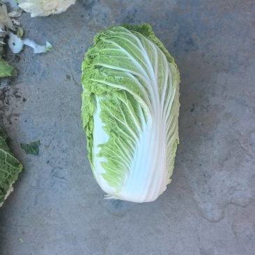 黄心菜