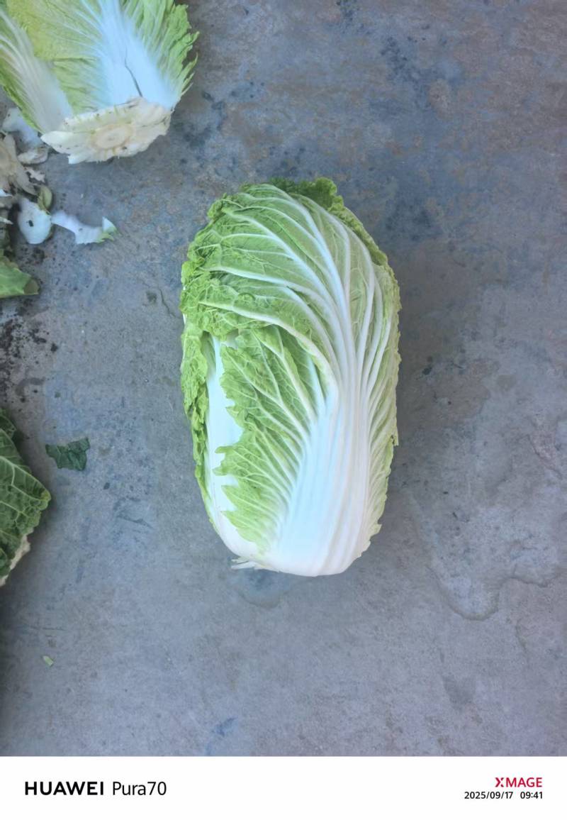 黄心菜