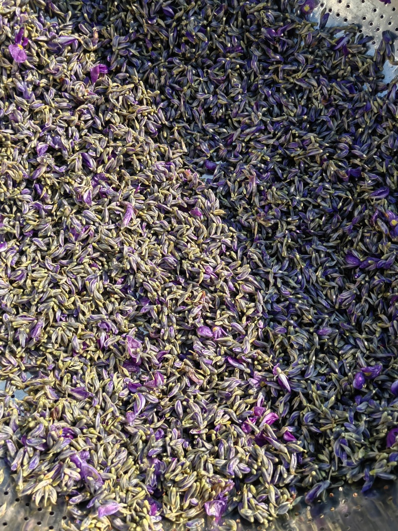 衢州野生葛根花