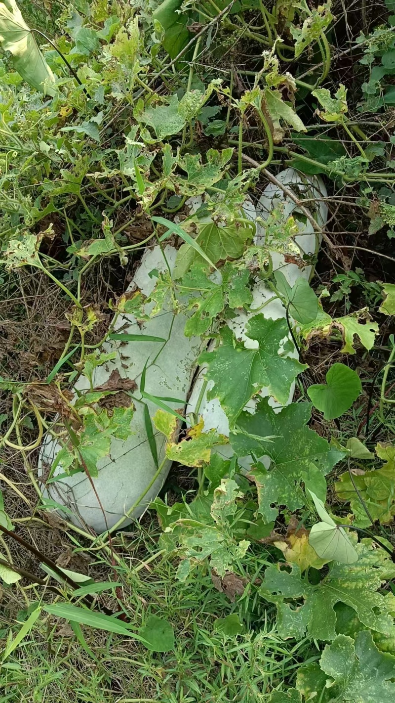 白皮冬瓜（铅山县葛仙山镇朱村村冬瓜基地）
