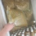 广西钦蜜9号百香果酱