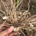 紫花三叉宽叶大白及白芨块茎种、鲜统货、干统个、干统片