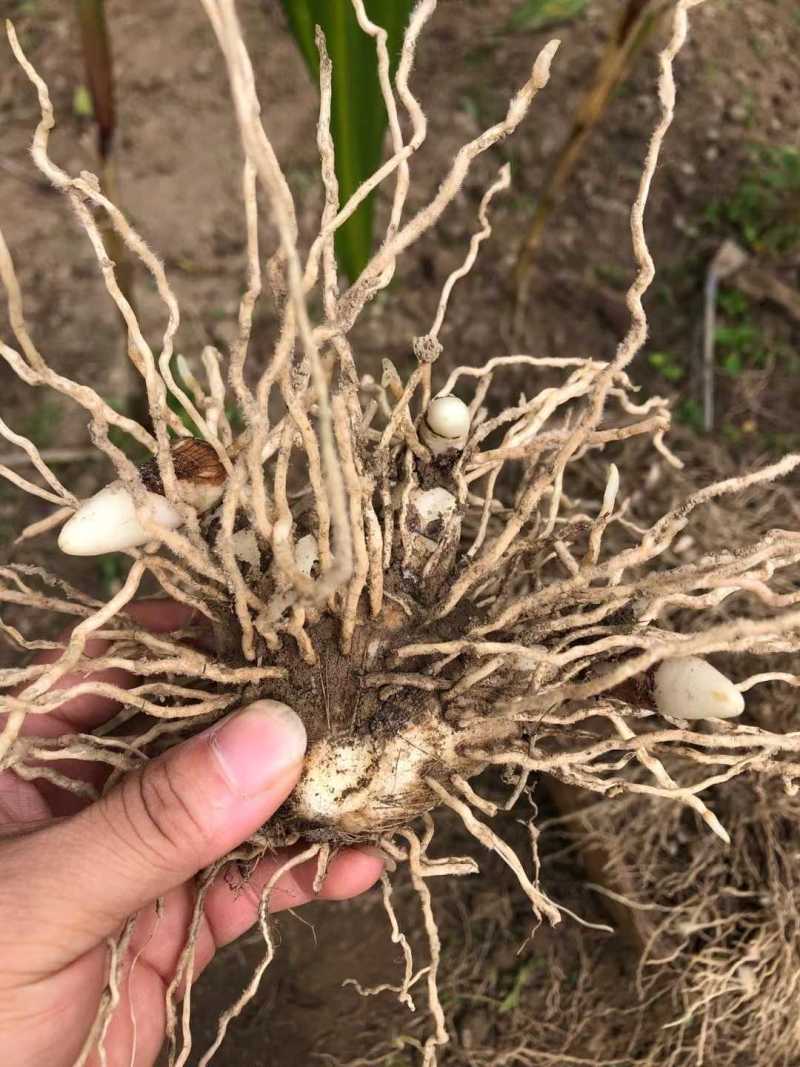 紫花三叉宽叶大白及白芨块茎种、鲜统货、干统个、干统片