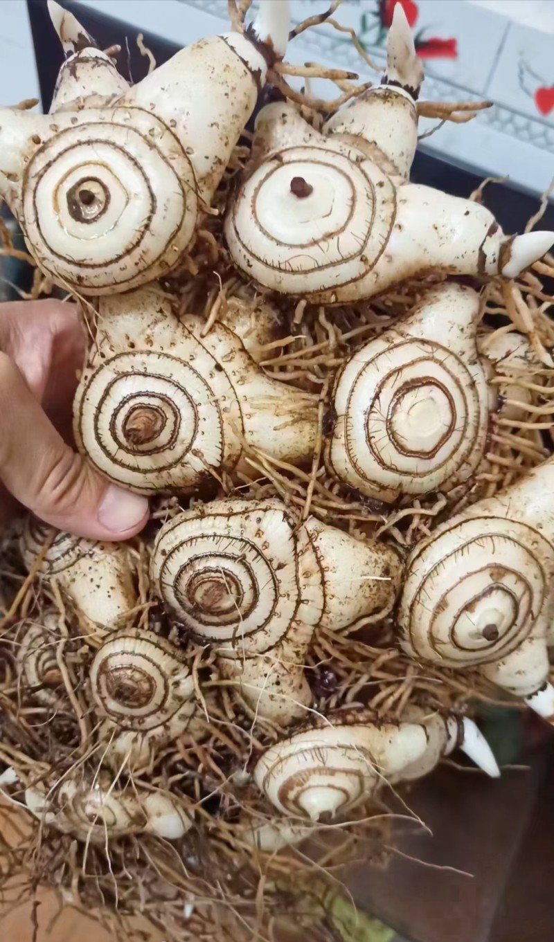 紫花三叉宽叶大白及白芨块茎种、鲜统货、干统个、干统片