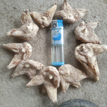 紫花三叉宽叶大白及白芨块茎种、鲜统货、干统个、干统片