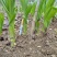 紫花三叉宽叶大白及白芨块茎种、鲜统货、干统个、干统片