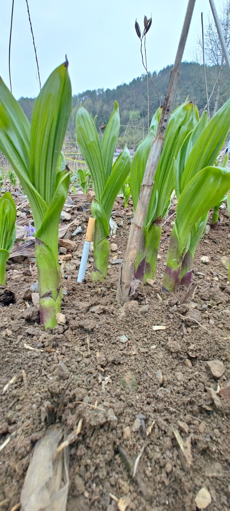 紫花三叉宽叶大白及白芨块茎种、鲜统货、干统个、干统片