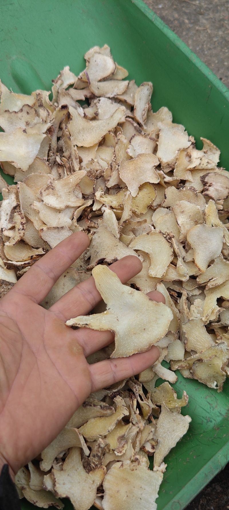 紫花三叉宽叶大白及白芨块茎种、鲜统货、干统个、干统片