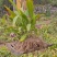紫花三叉宽叶大白及白芨块茎种、鲜统货、干统个、干统片