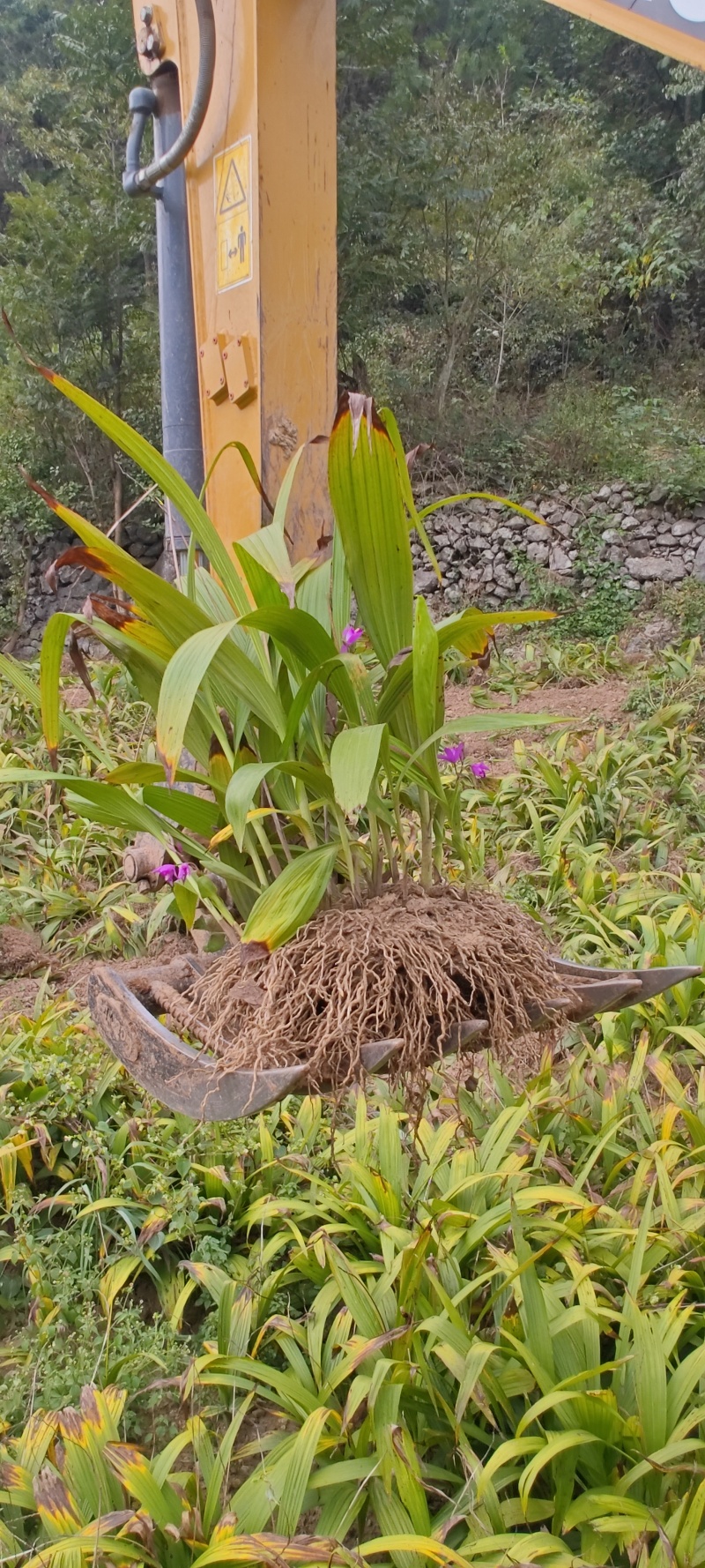 紫花三叉宽叶大白及白芨块茎种、鲜统货、干统个、干统片