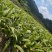 紫花三叉宽叶大白及白芨块茎种、鲜统货、干统个、干统片