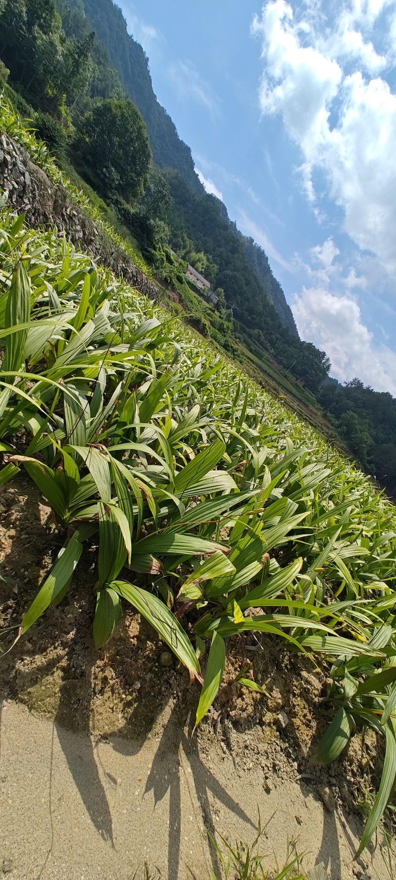 紫花三叉宽叶大白及白芨块茎种、鲜统货、干统个、干统片